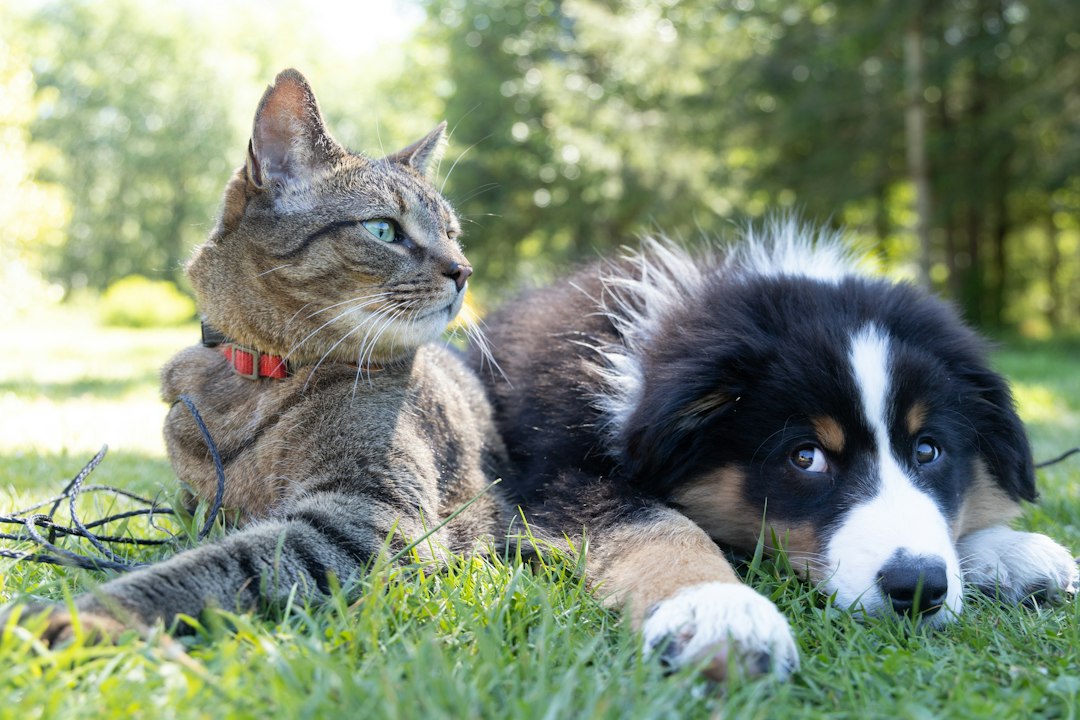 Perro y gato felices juntos