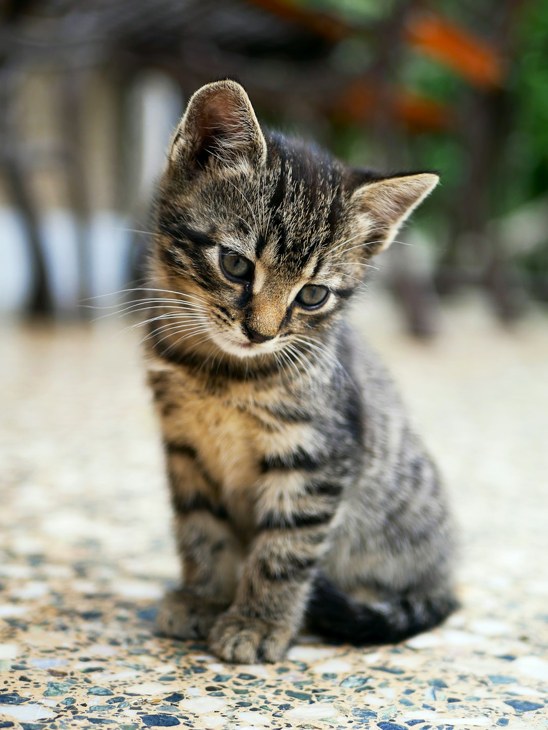 Gatos