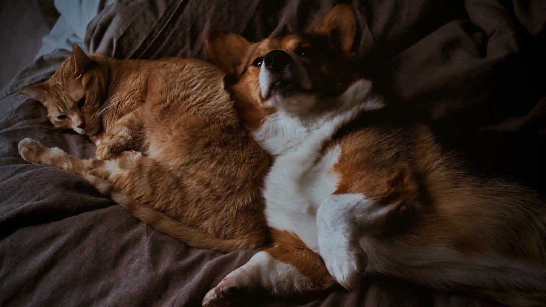 Todo para tu mascota