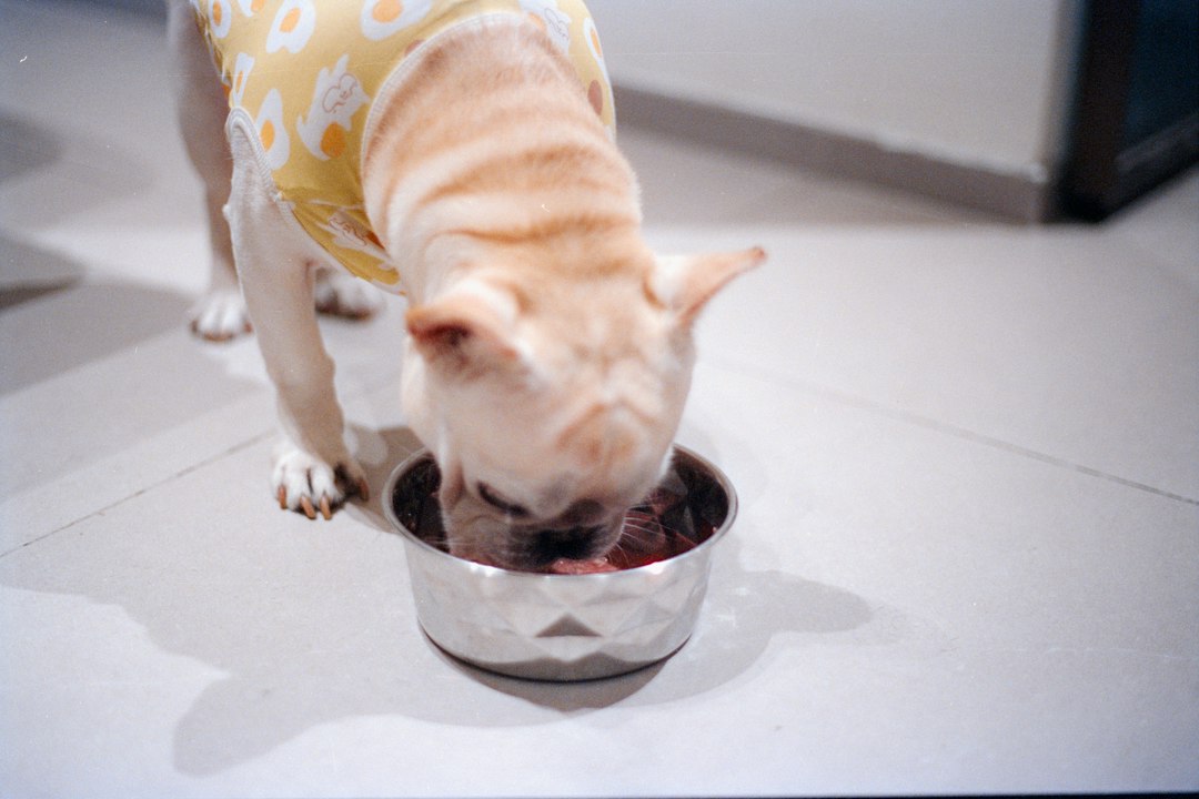 Alimento Premium Canino