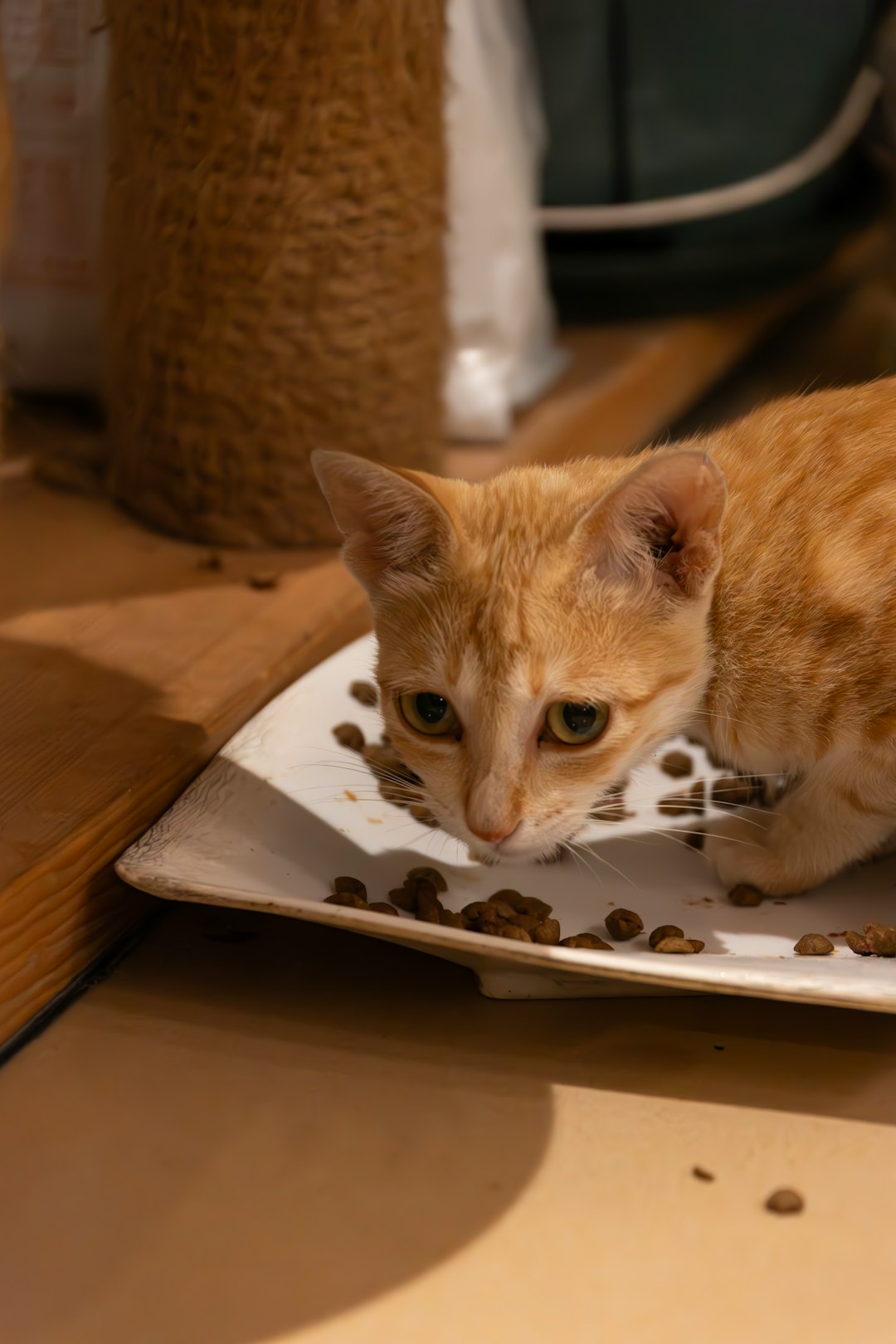 Alimento Felino Especial