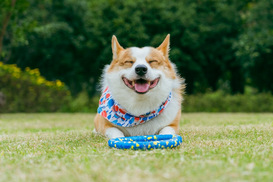 Juguetes y Entretenimiento Canino
