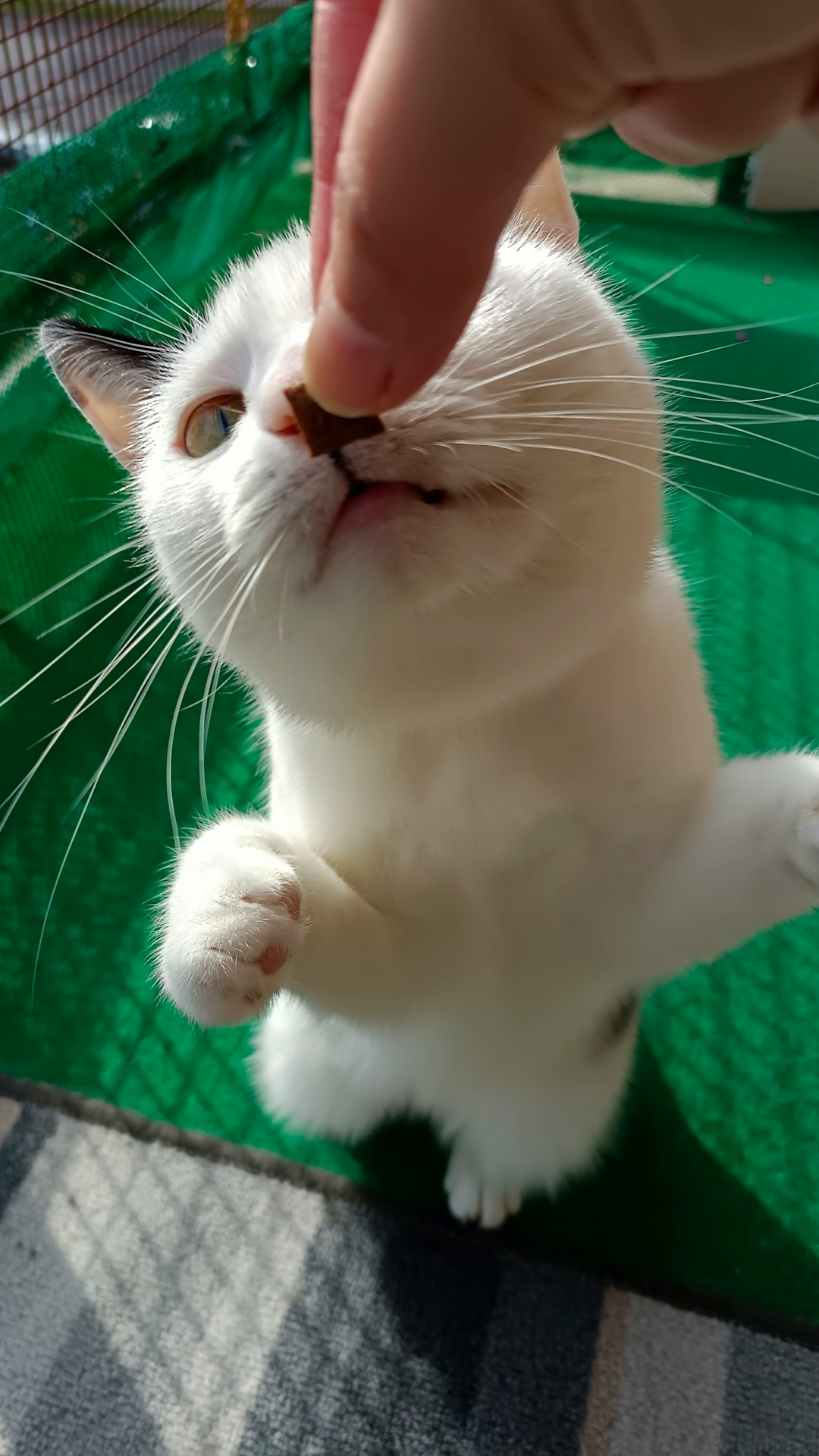 Alimento balanceado y snacks para gatos