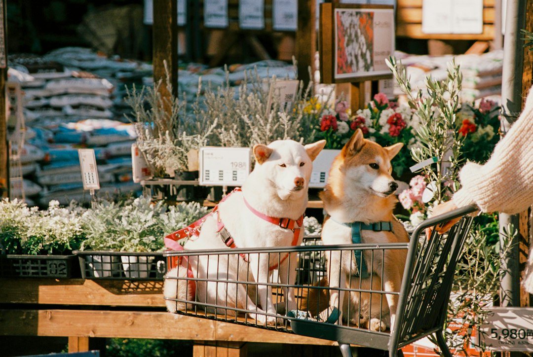 Mascotas felices con carrito de compras y promociones